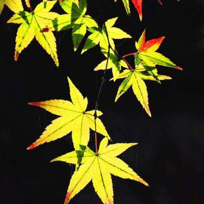 幻灵修仙传西游客户端游戏下载